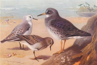 Bécasseau sanderling (hiver), Bécasseau de Temminck, Bécasseau violet (hiver) - Archibald Thorburn