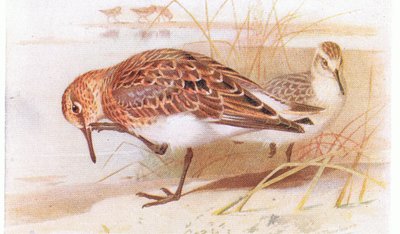 Bécasseau sanderling, de Birds of the British Isles and Their Eggs publié par Frederick Warne & Co Ltd, 1958 - Archibald Thorburn