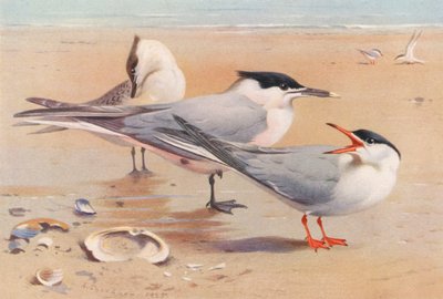 Sterne Caugek (adulte et jeune), Sterne Commune - Archibald Thorburn