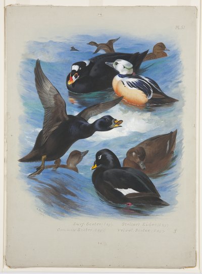 Macreuses et eiders de Steller, vers 1915 - Archibald Thorburn