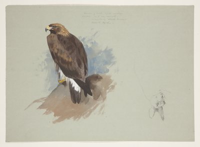Aigle de mer et croquis au crayon d