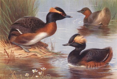 Grèbe esclavon, Grèbe castagneux, Grèbe à cou noir - Archibald Thorburn