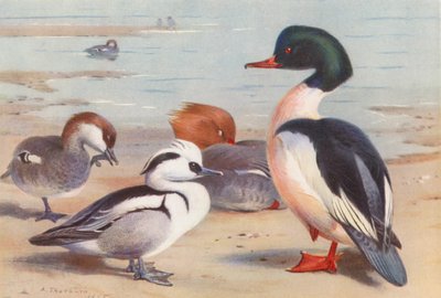 Harle piette (mâle et femelle), Harle bièvre (mâle et femelle) - Archibald Thorburn