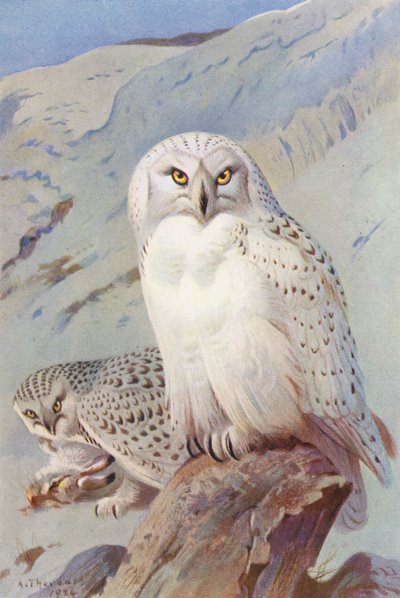 Harfang des neiges - Archibald Thorburn