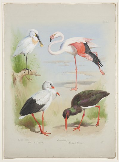 Spatule, flamant rose et cigogne, vers 1915 - Archibald Thorburn