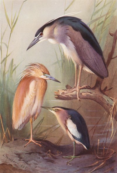 Héron crabier, Bihoreau gris, Blongios nain - Archibald Thorburn