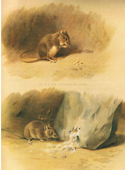 Souris de St Kilda et souris commune, de Mammifères de Thorburn publié par Longmans et Co, vers 1920 - Archibald Thorburn