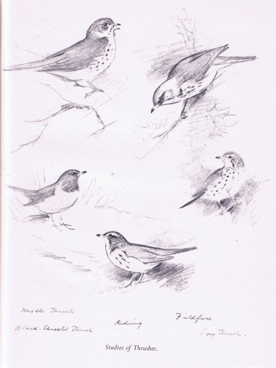 Étude de grives, 1938 - Archibald Thorburn