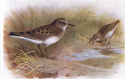 Bécasseau de Temminck, de Birds of the British Isles and Their Eggs publié par Frederick Warne & Co Ltd, 1958 - Archibald Thorburn