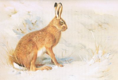 Le lièvre commun, de Mammifères de Thorburn publié par Longmans et Co, vers 1920 - Archibald Thorburn
