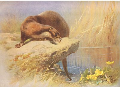 La Loutre, de Mammifères de Thorburn publié par Longmans and Co, vers 1920 - Archibald Thorburn