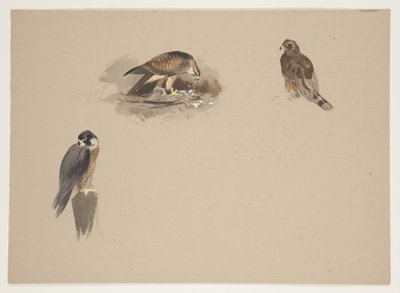Trois petites vignettes de faucon pèlerin et 2 autres oiseaux de proie, c.1915 - Archibald Thorburn