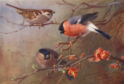 Moineau friquet, Bouvreuil (mâle et femelle) - Archibald Thorburn