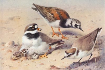 Tournepierre à collier (été), Pluvier à collier interrompu, Pluvier de Kent - Archibald Thorburn