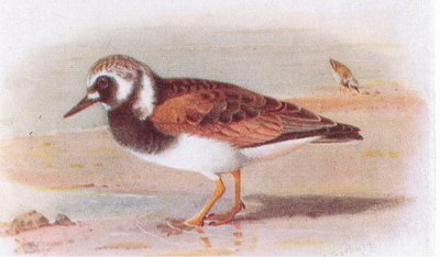 Tournepierre à collier, de Birds of the British Isles and Their Eggs publié par Frederick Warne & Co Ltd, 1958 - Archibald Thorburn