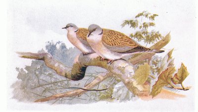 Tourterelle des bois, de Birds of the British Isles and Their Eggs publié par Frederick Warne & Co Ltd, 1958 - Archibald Thorburn