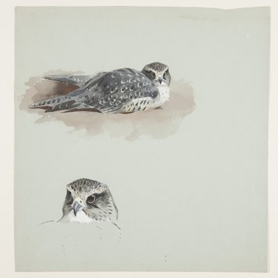 Deux croquis en couleur de faucon émerillon, c.1915 - Archibald Thorburn