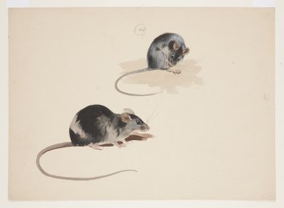 Deux études de rat noir, c.1915 - Archibald Thorburn