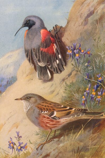 Tichodrome échelette, Accenteur alpin - Archibald Thorburn