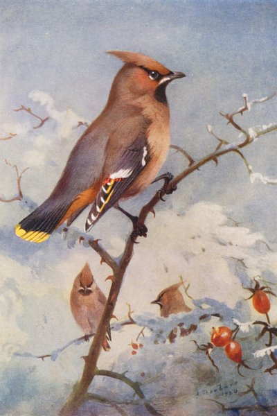 Jaseur boréal - Archibald Thorburn