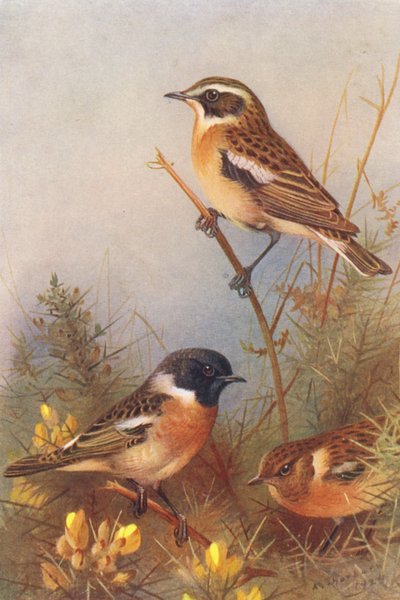 Tarier des prés, Traquet pâtre (mâle et femelle) - Archibald Thorburn
