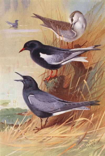 Sterne noire à ailes blanches (adulte et jeune), Sterne noire - Archibald Thorburn