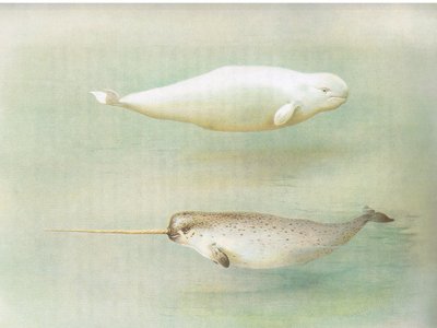 Baleine blanche et narval, de Mammifères de Thorburn publié par Longmans et Co, vers 1920 - Archibald Thorburn
