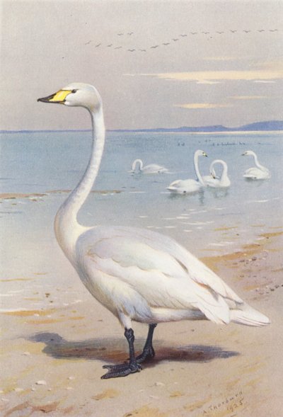 Cygne chanteur - Archibald Thorburn
