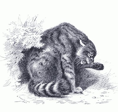 Chat sauvage, de Mammifères de Thorburn publié par Longmans et Co, vers 1920 - Archibald Thorburn