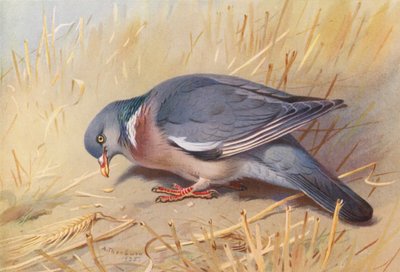 Pigeon ramier - Archibald Thorburn