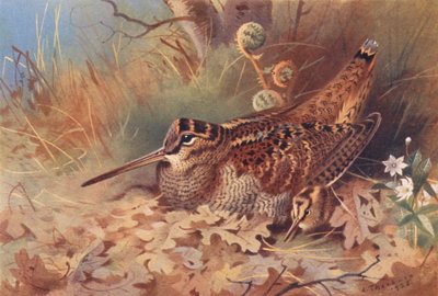 Bécasse - Archibald Thorburn