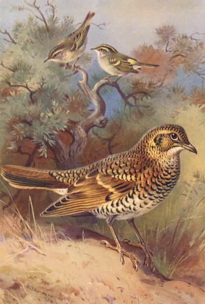 Pouillot à sourcils jaunes, Pouillot de Pallas, Grive de White - Archibald Thorburn