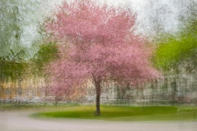 Arbre printanier rose flou - Arne Östlund