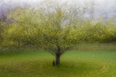 Arbre vert de rêve - Arne Östlund