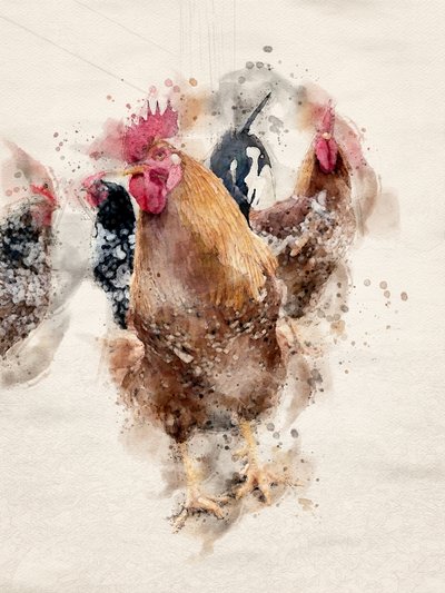 Coqs de la ferme, aquarelle - Arno Du Toit