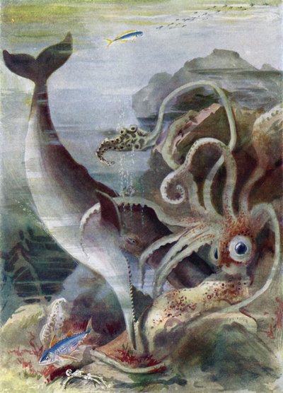 Un cachalot attaquant un calmar géant - Arthur Twidle
