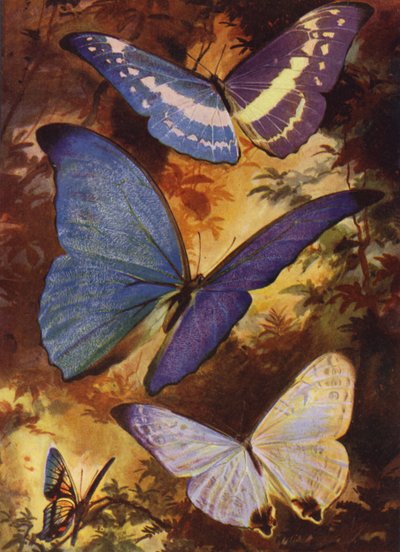 Belles Papillons : Morphos brillants, etc., d