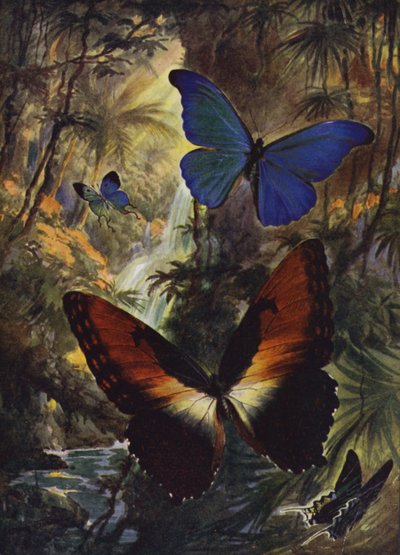 Belles papillons : Les deux plus beaux morphos - Arthur Twidle