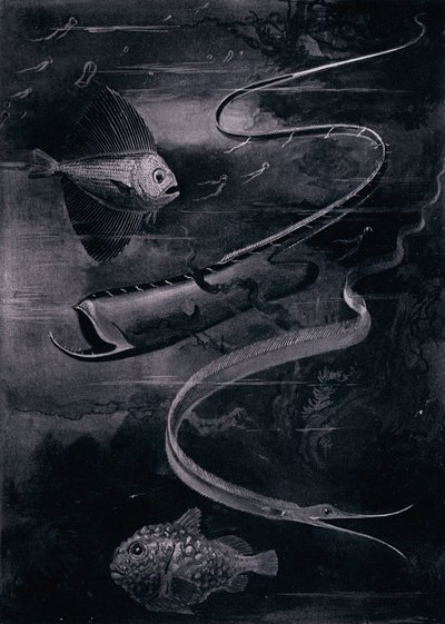 Poisson des profondeurs - Arthur Twidle