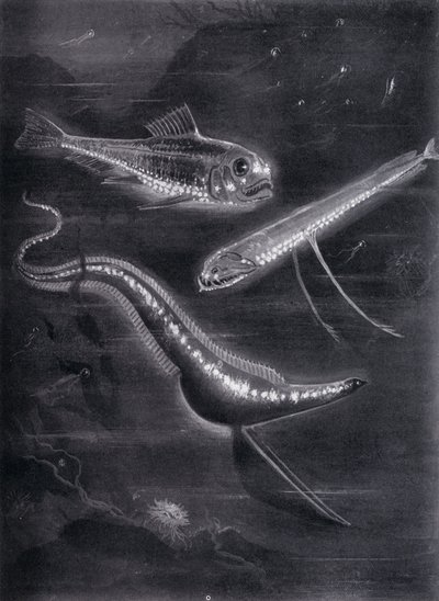 Poissons auto-lumineux - Arthur Twidle