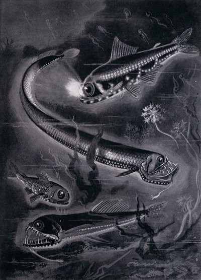 Poissons Auto-luminants - Arthur Twidle