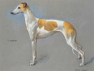 La chienne lévrier championne blanche et fauve 
