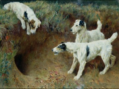 Terriers à poil dur près d