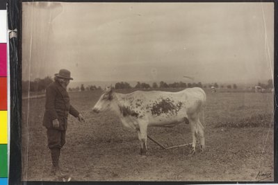 Vache - Welser Schecke - Artist Unknown