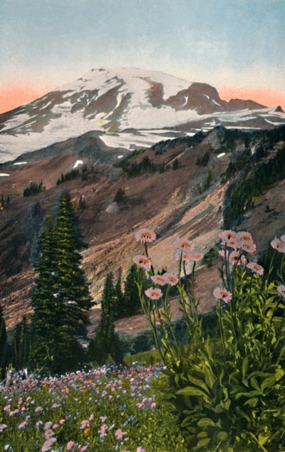 Asters pourpres, dans le parc national du Mont Rainier, vers 1916 - Asahel Curtis