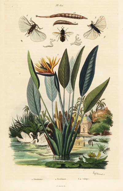 Soldat mouche, fleur de grue et ,1834-1839 (gravure) - Auguste Dumenil