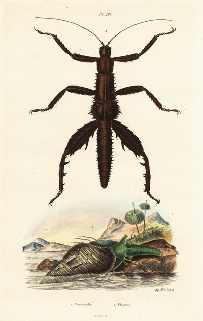 Bâton de marche diable épineux et coquille de faisan australien - Auguste Dumenil