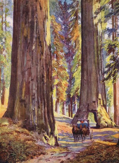Arbres géants de Californie, États-Unis - Auguste Gerardin