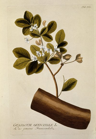Botanique : « Guajacum officinale » Planche tirée de « Medicinalium secundum Linnaei digestarum » par Joseph Jacobi Plenck (1735-1807) 1788-1803 Collection privée - Austrian School