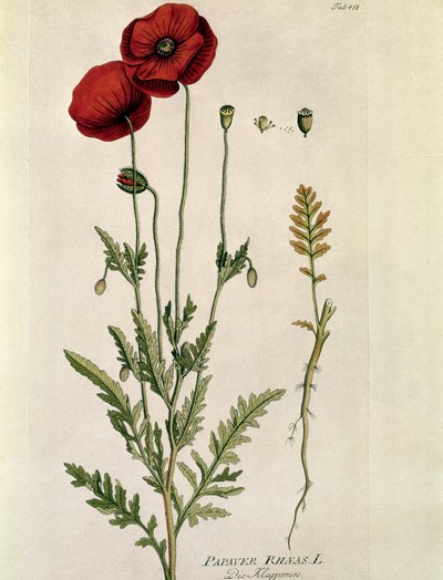 Botanique : « Coquelicot rouge » (Papaver rhoeas) Planche tirée de « Medicinalium secundum Linnaei Digestarum » par Joseph Jacobi Plenck (1735-1807) 1788-1803 Collection privée - Austrian School
